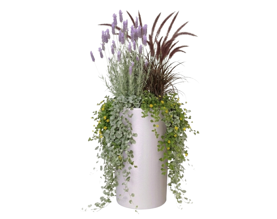 כד מוכן עם צמחיה | לבנדר מנוצה, זיף נוצה, 4 דיכונדרה כסופה ו-4 וידליה | 5 צבעים לבחירה | 40X80