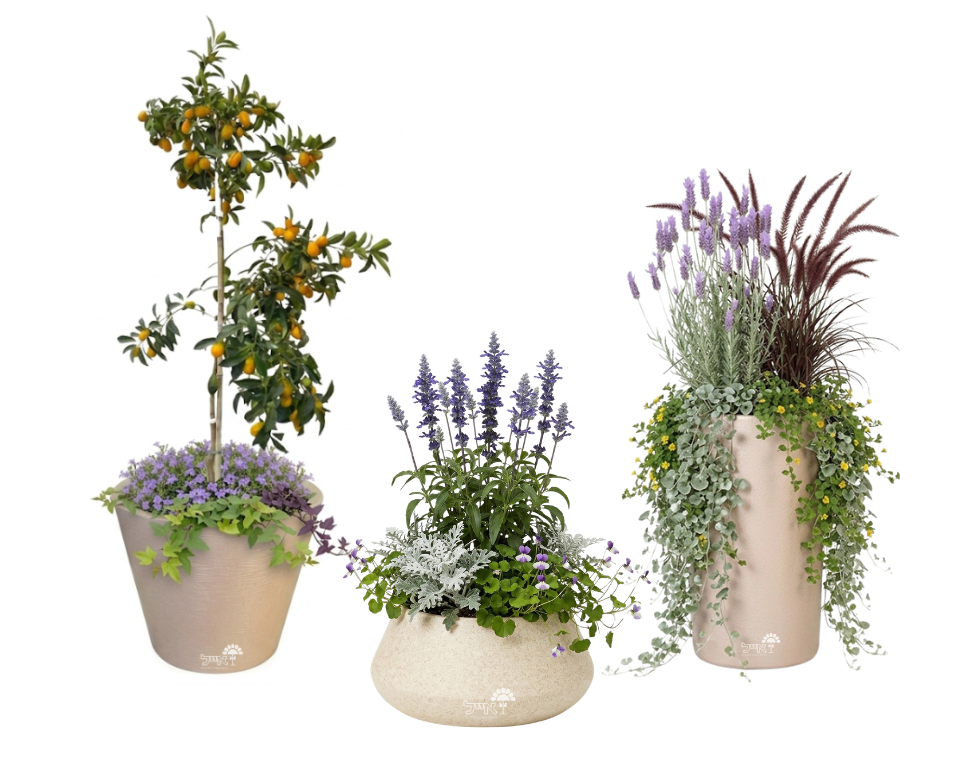 סט 3 כדים מוכנים עם צמחיה | זיף נוצה, לבנדר מנוצה, מרווה אינדיגו, תפוז סיני ועוד | 5 צבעים לבחירה