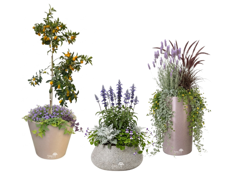 סט 3 כדים מוכנים עם צמחיה | זיף נוצה, לבנדר מנוצה, מרווה אינדיגו, תפוז סיני ועוד | 5 צבעים לבחירה