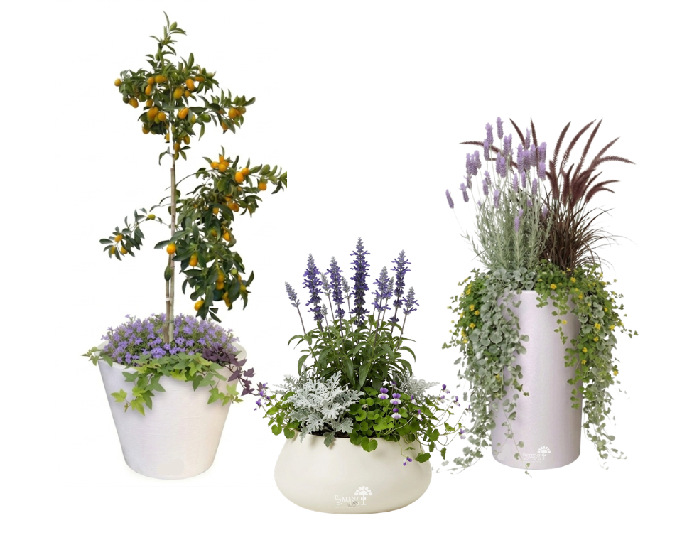 סט 3 כדים מוכנים עם צמחיה | זיף נוצה, לבנדר מנוצה, מרווה אינדיגו, תפוז סיני ועוד | 5 צבעים לבחירה