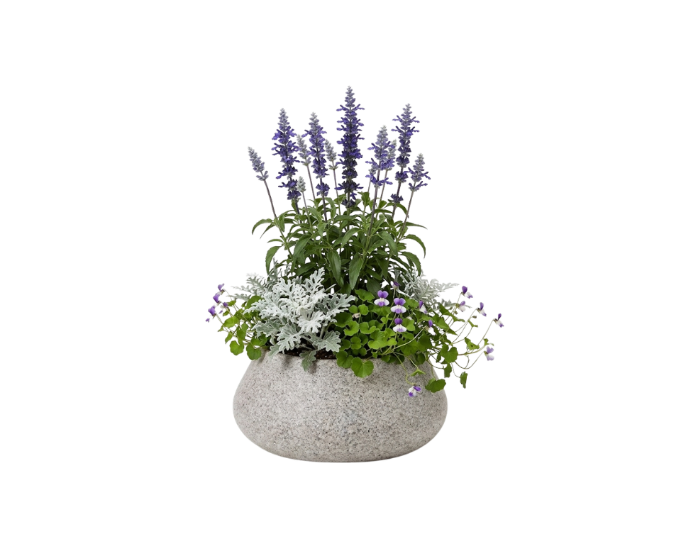 כד מוכן עם צמחיה | מרווה אינדיגו, 2 דרדר מאפיר ו-4 סיגלית אוסטרלית | 7 צבעים לבחירה | 52X30