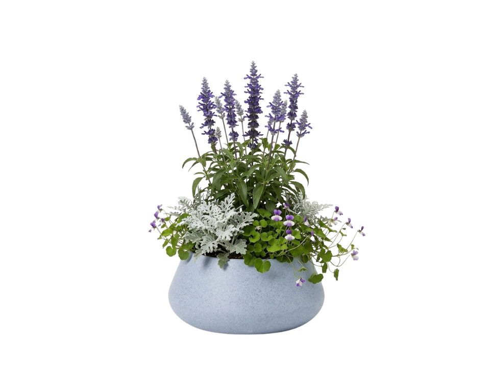 כד מוכן עם צמחיה | מרווה אינדיגו, 2 דרדר מאפיר ו-4 סיגלית אוסטרלית | 7 צבעים לבחירה | 52X30