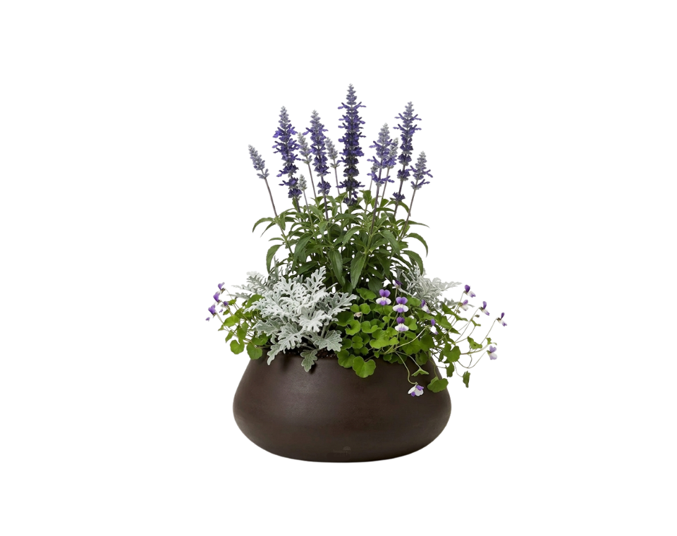 כד מוכן עם צמחיה | מרווה אינדיגו, 2 דרדר מאפיר ו-4 סיגלית אוסטרלית | 7 צבעים לבחירה | 52X30