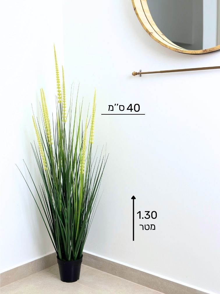 עשבוני מקל פרח | גובה 1.30 מטר