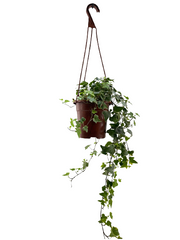 קיסוס החורש | עציץ בנפח 4 ליטר