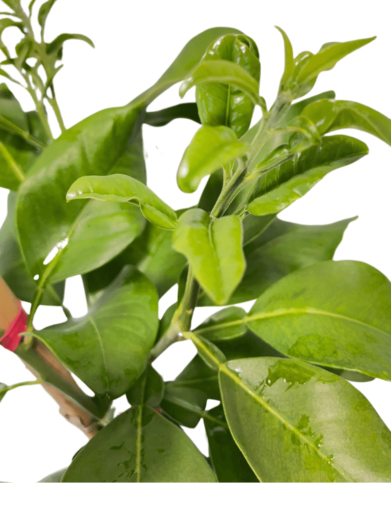 פומלה אדומה | עציץ בנפח 10 ליטר