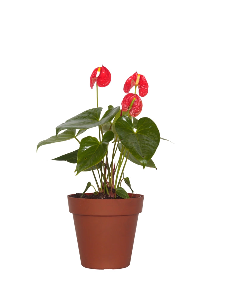 אנטוריום | עציץ בנפח 4 ליטר