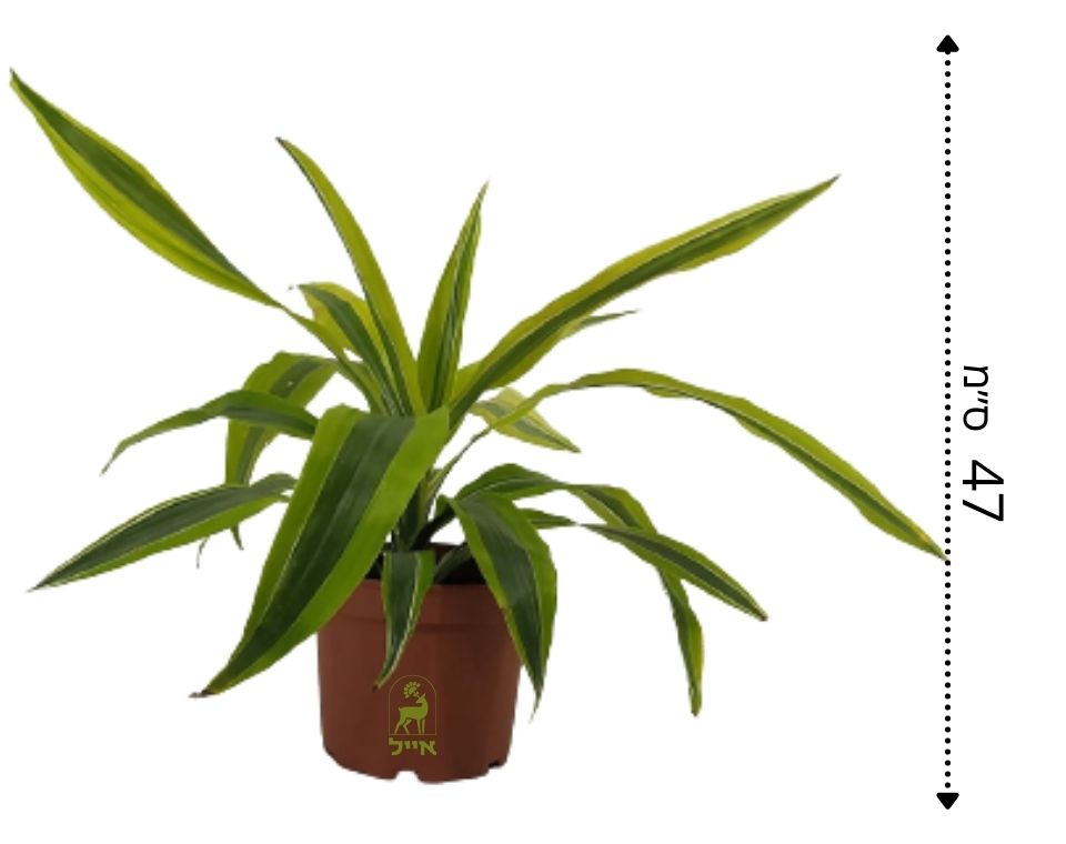 דרצנה למון ליים | בעציץ נפח 4 ליטר