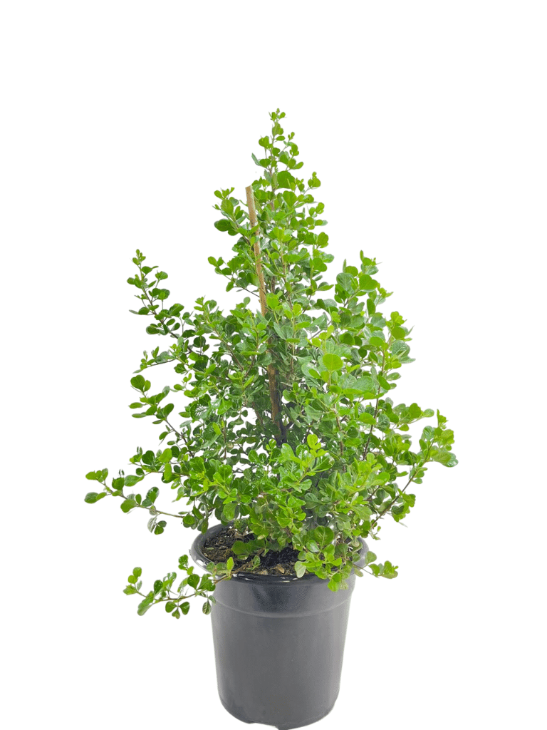 אוג מכחיל (גלאוקה) | עציץ בנפח 10 ליטר