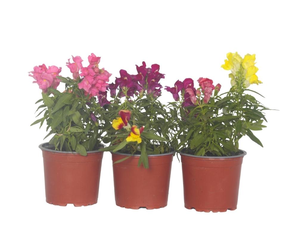 קיט 3 לוע הארי | עציץ בקוטר 12 ס"מ