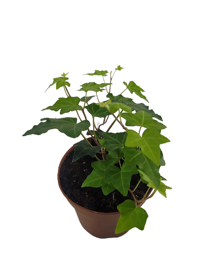 קיסוס החורש | עציץ בקוטר 12 ס"מ