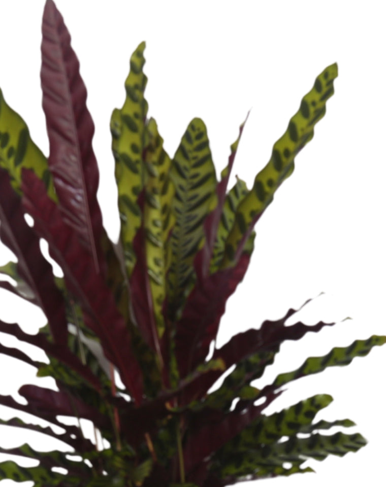 קלתאה אינסיגניס | בעציץ נפח 4 ליטר