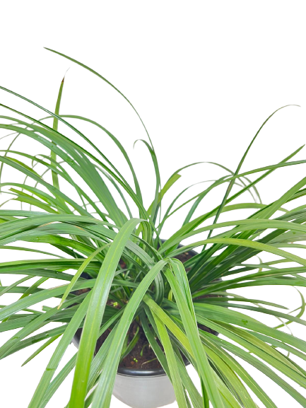 לריופה כדנית | עציץ בנפח 10 ליטר