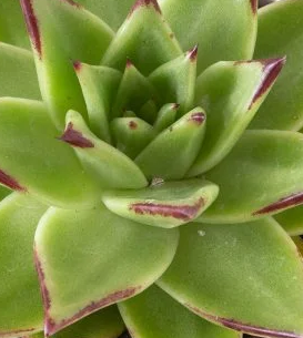 אכווריה אגבויידס (ליפסטיק) | עציץ בקוטר 12 ס"מ