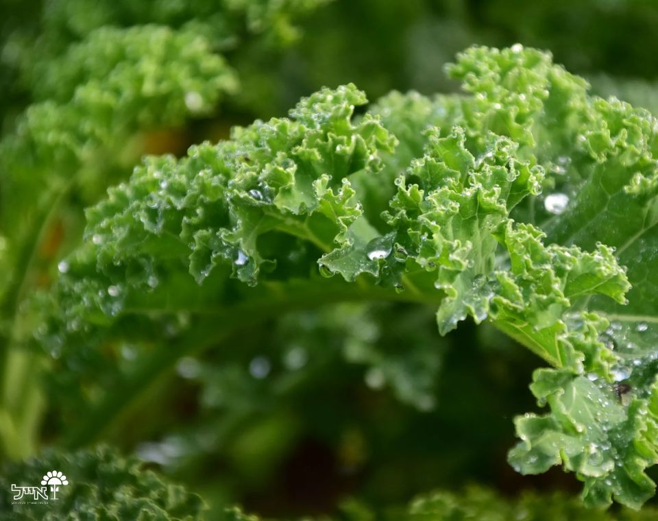 עלי בייבי קייל | 100 זרעים