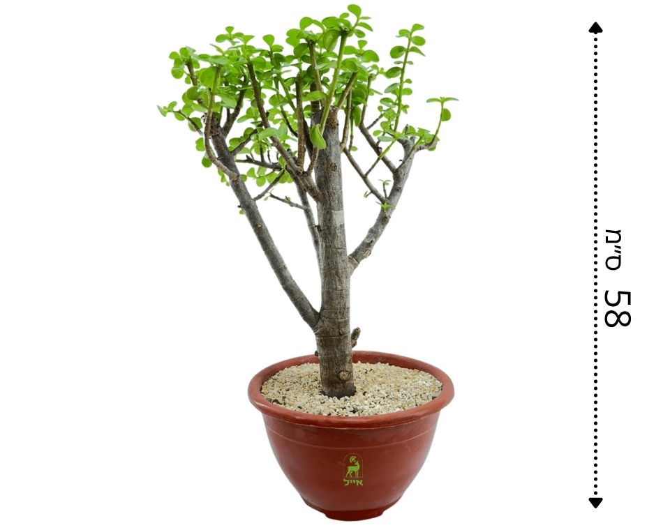 בונסאי פורטולקריה (עץ הכסף) | עציץ בנפח 4 ליטר