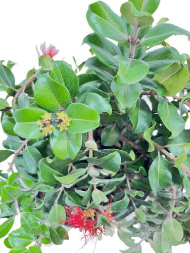 מטרוסידרוס | עציץ בנפח 10 ליטר