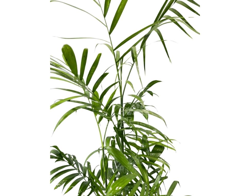 חמדוריאה שפריצי | 25 ליטר