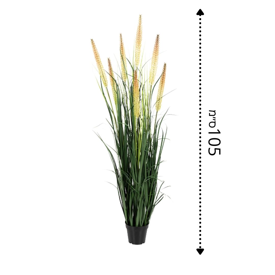 עשבוני זנב שועל