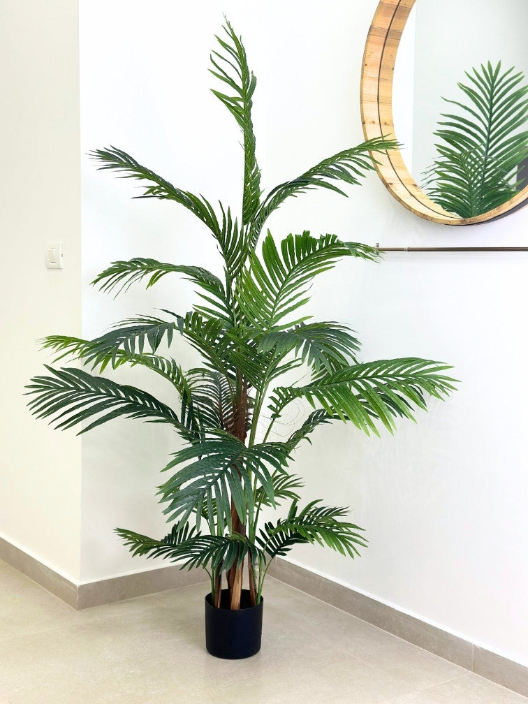 עץ דקל | גובה 180 ס''מ