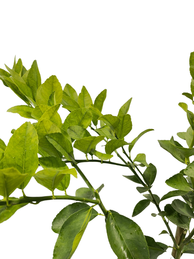 עץ לימון-ליים | עציץ בנפח 10 ליטר