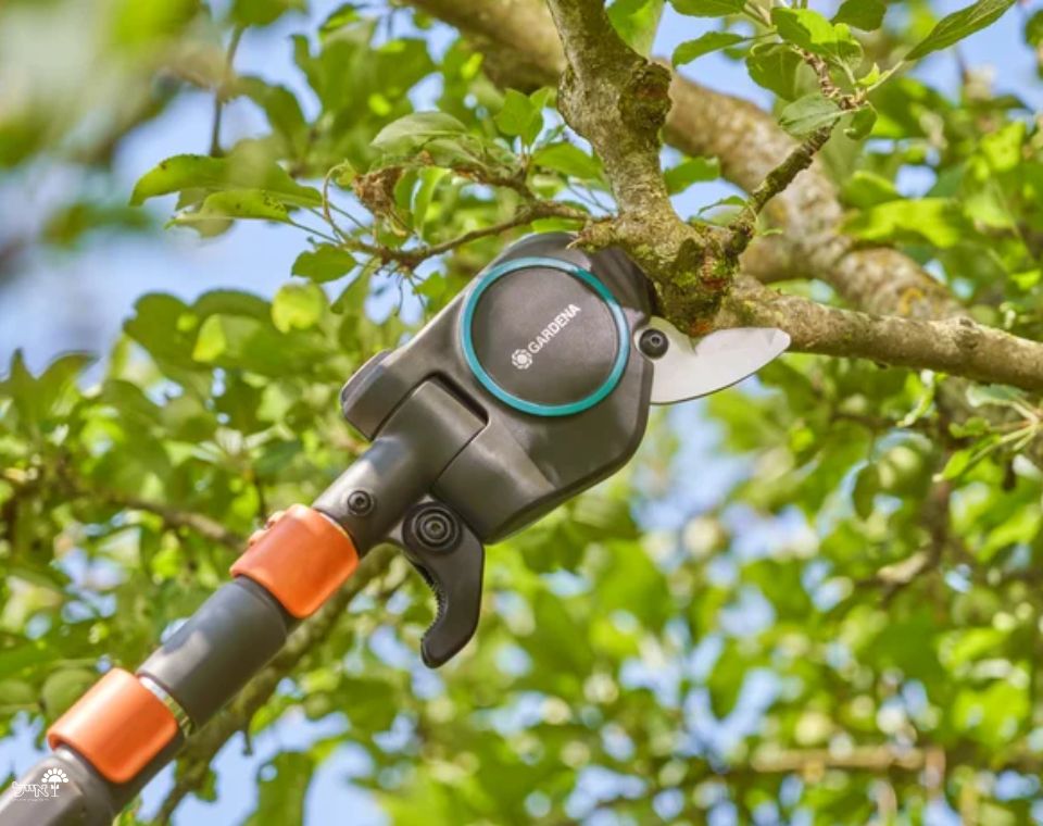 מזמרת גובה | גובה 175-650 ס"מ | StarCut Pro - משתלת אייל