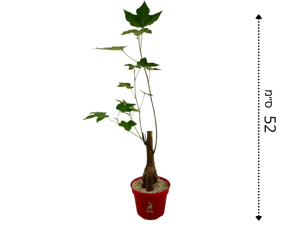 בונסאי ברכיטון (עץ האהבה) | עציץ בקוטר 12 ס"מ