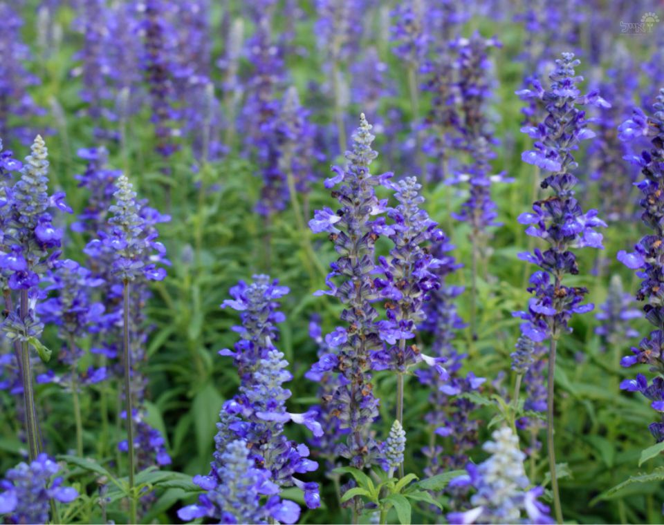 מרווה מיסטיק ספיירס | עציץ בנפח 4 ליטר