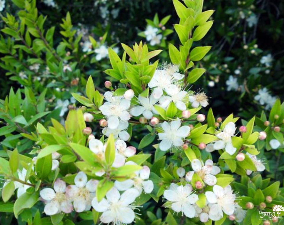 הדס | עציץ בנפח 10 ליטר