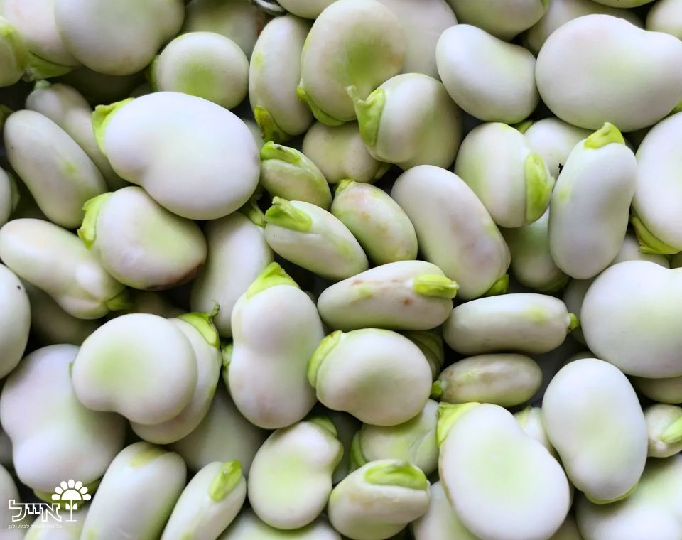 פול | 10 זרעים