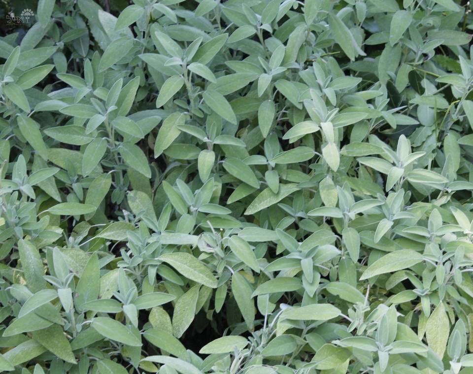 מרווה רפואית | עציץ בקוטר 12 ס"מ