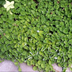 דיכונדרה ירוקה | עציץ בקוטר 12 ס"מ