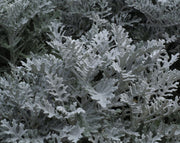 דרדר מאפיר | עציץ בנפח 4 ליטר