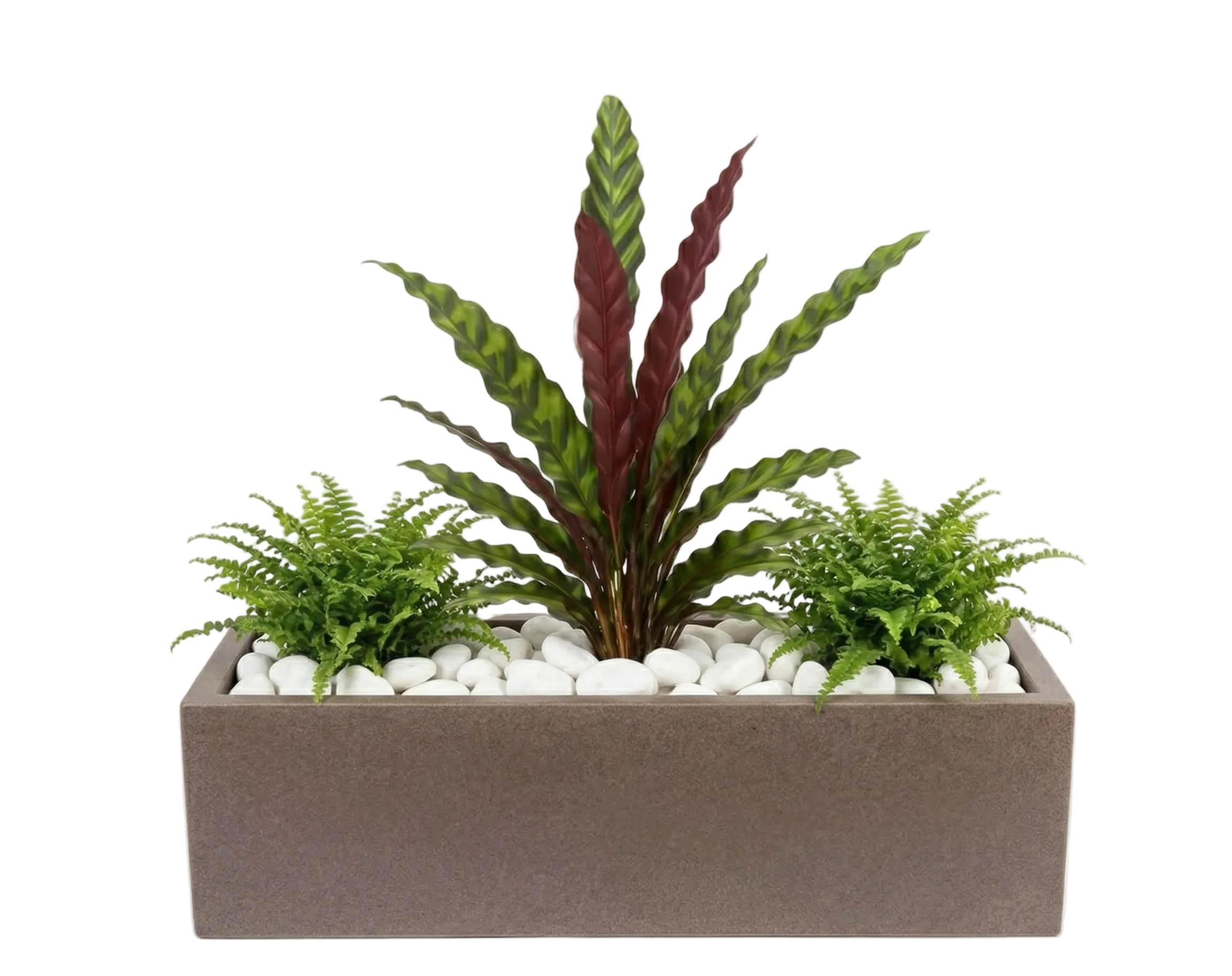 אדנית מוכנה עם צמחיה | 2 שרכי בוסטון וקלתאה אינסיגניס | 5 צבעים לבחירה | 80X23X40