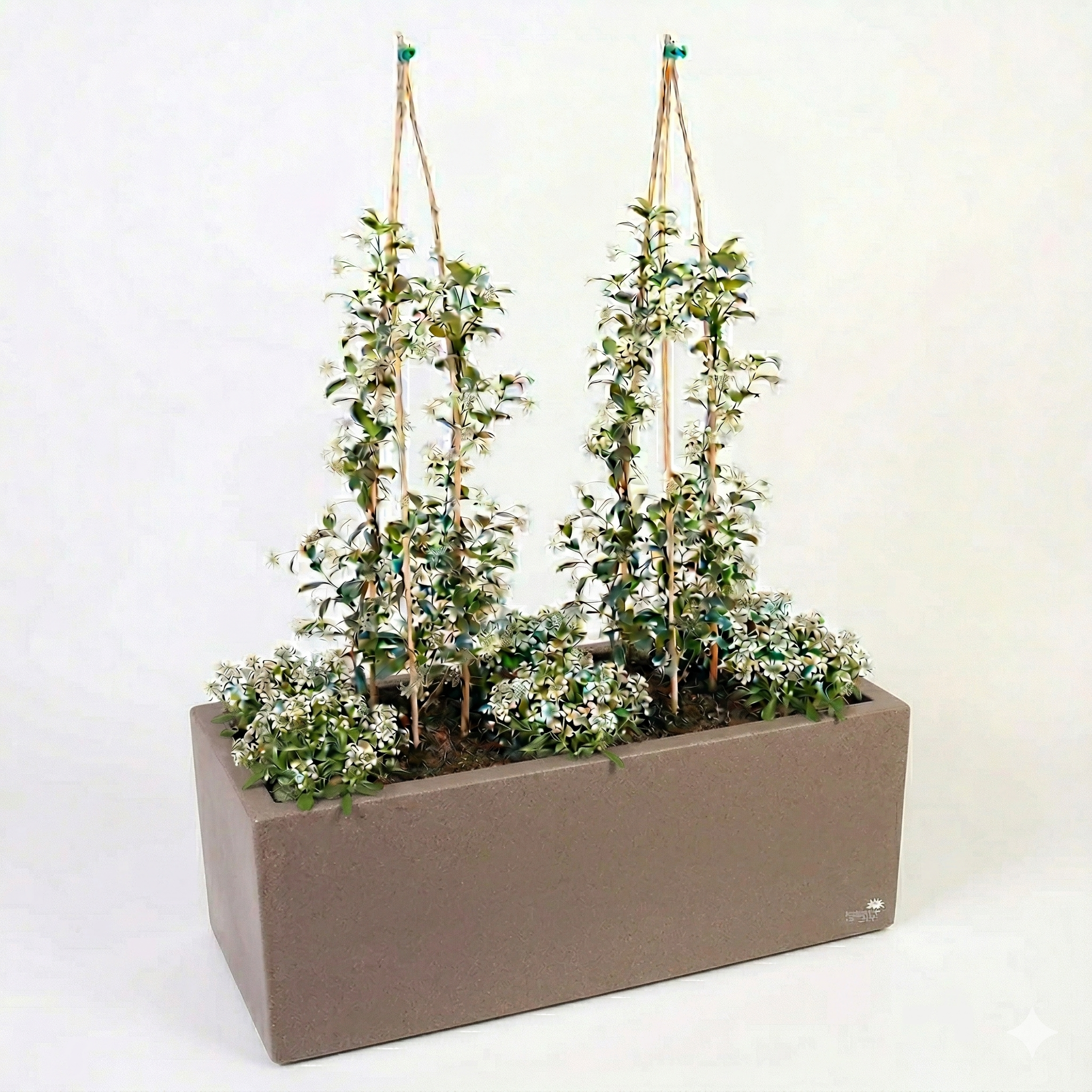 אדנית מוכנה עם צמחיה | 6 סלסלי כסף ו-2 טרכלוספרמון יסמיני | 5 צבעים לבחירה | 100X45X45