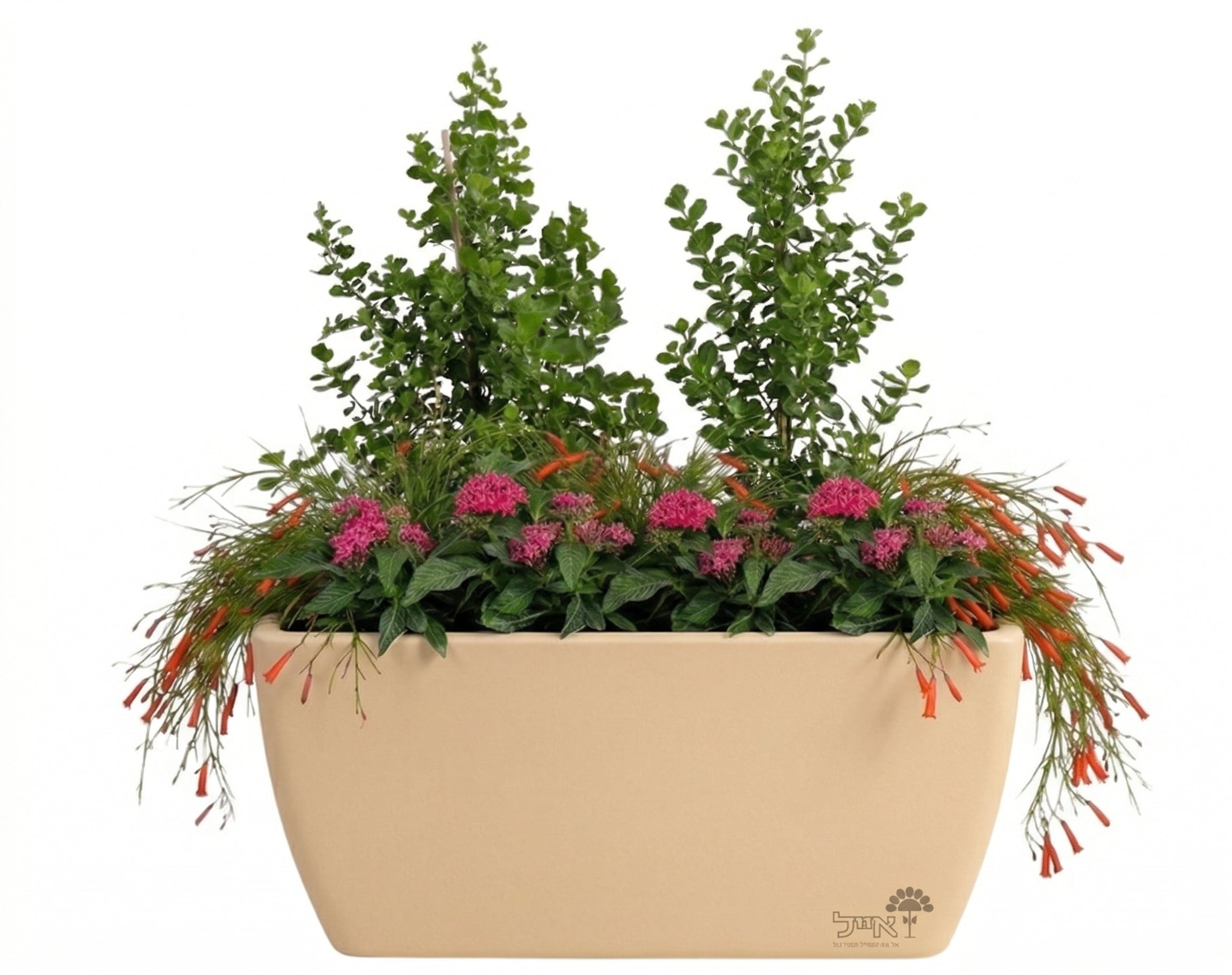 אדנית מוכנה עם צמחיה | 2 אוג מוכחל, 3 רוסליה ננסית ו-8 פנטס אזמלני | 5 צבעים לבחירה | 80X40X50