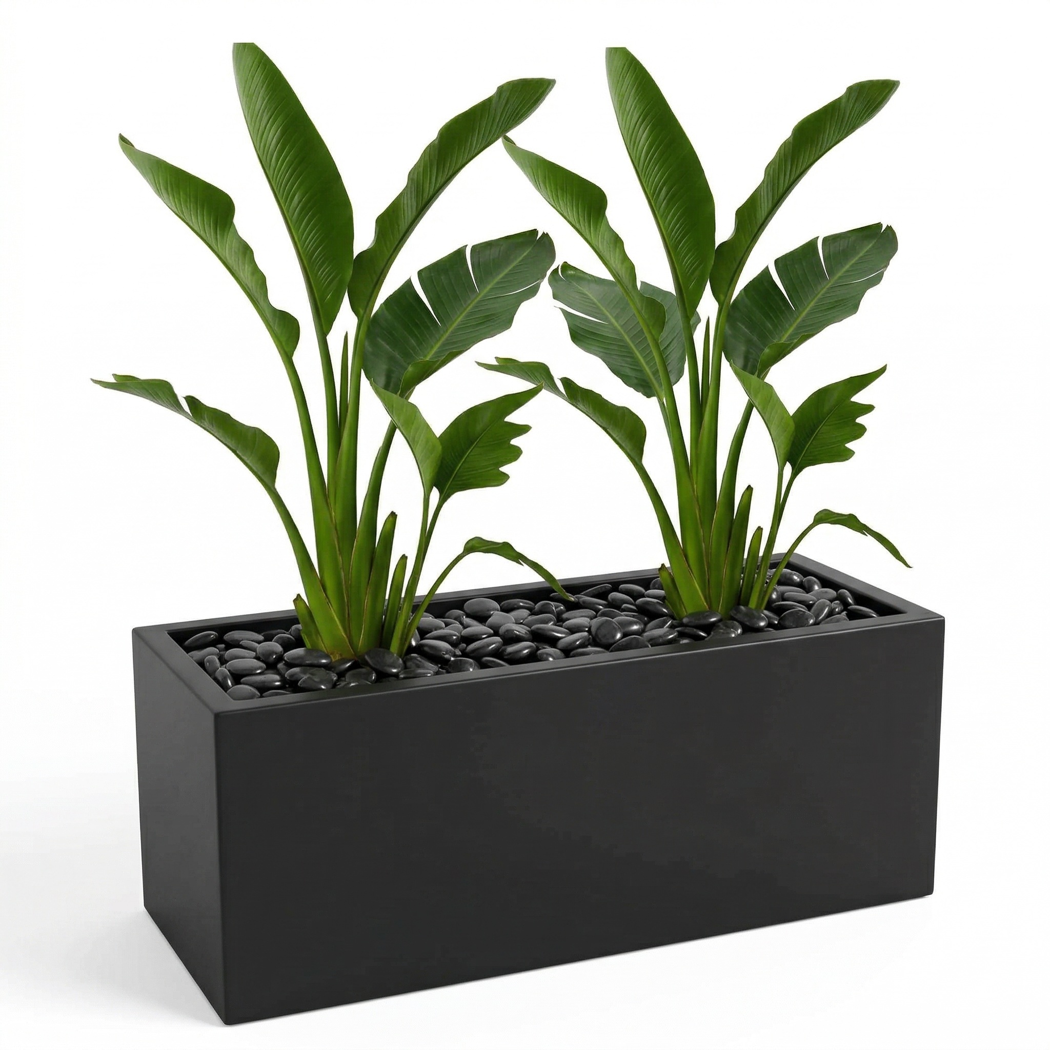 אדנית מוכנה עם צמחיה | 2 צמחי ציפור גן-עדן ניקולאי | 6 צבעים לבחירה | 100X45X45