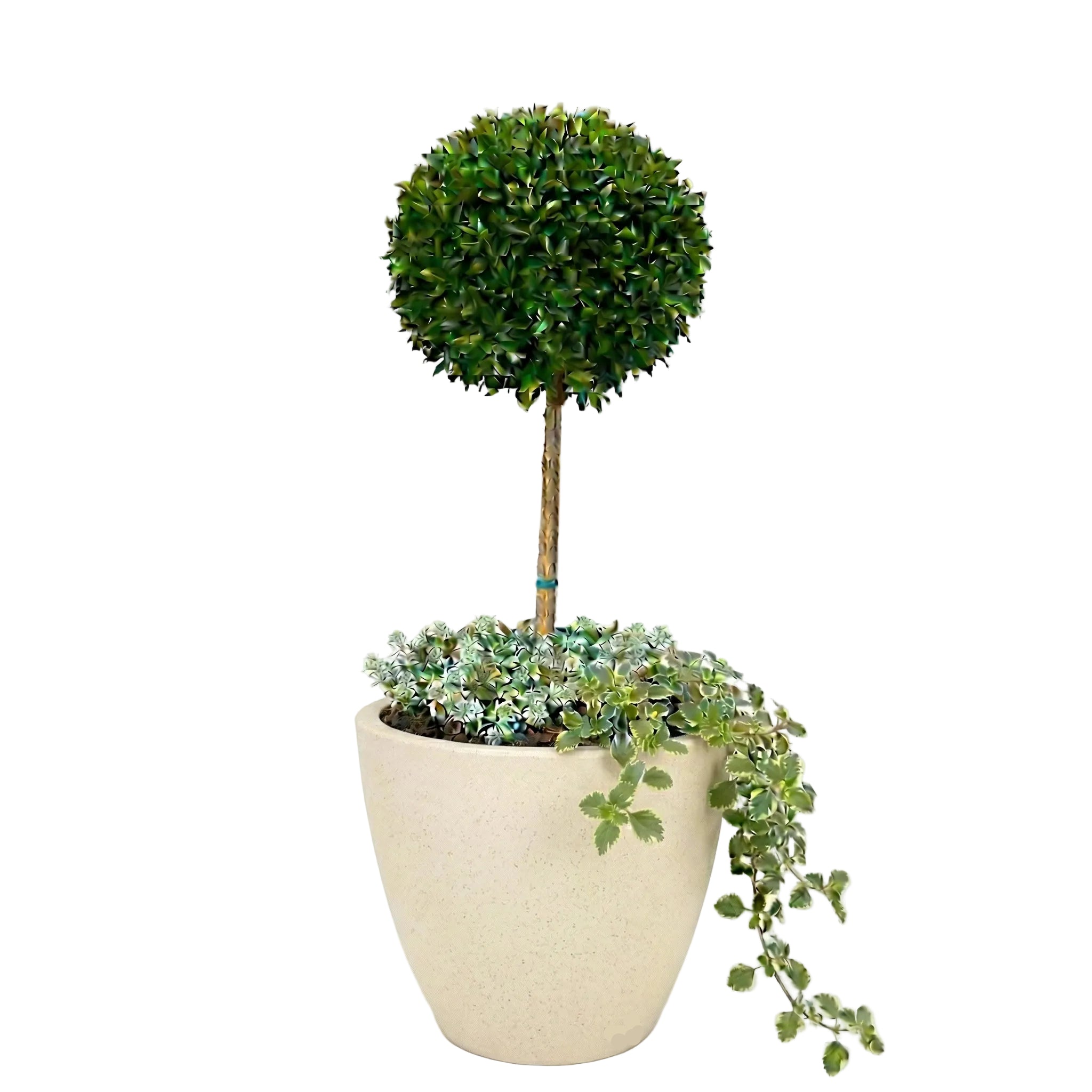 כד מוכן עם צמחיה | סיזיגיום, 3 פלקטרנטוס מדגסקרי ו-6 סלסלי כסף | 7 צבעים לבחירה | 50X50