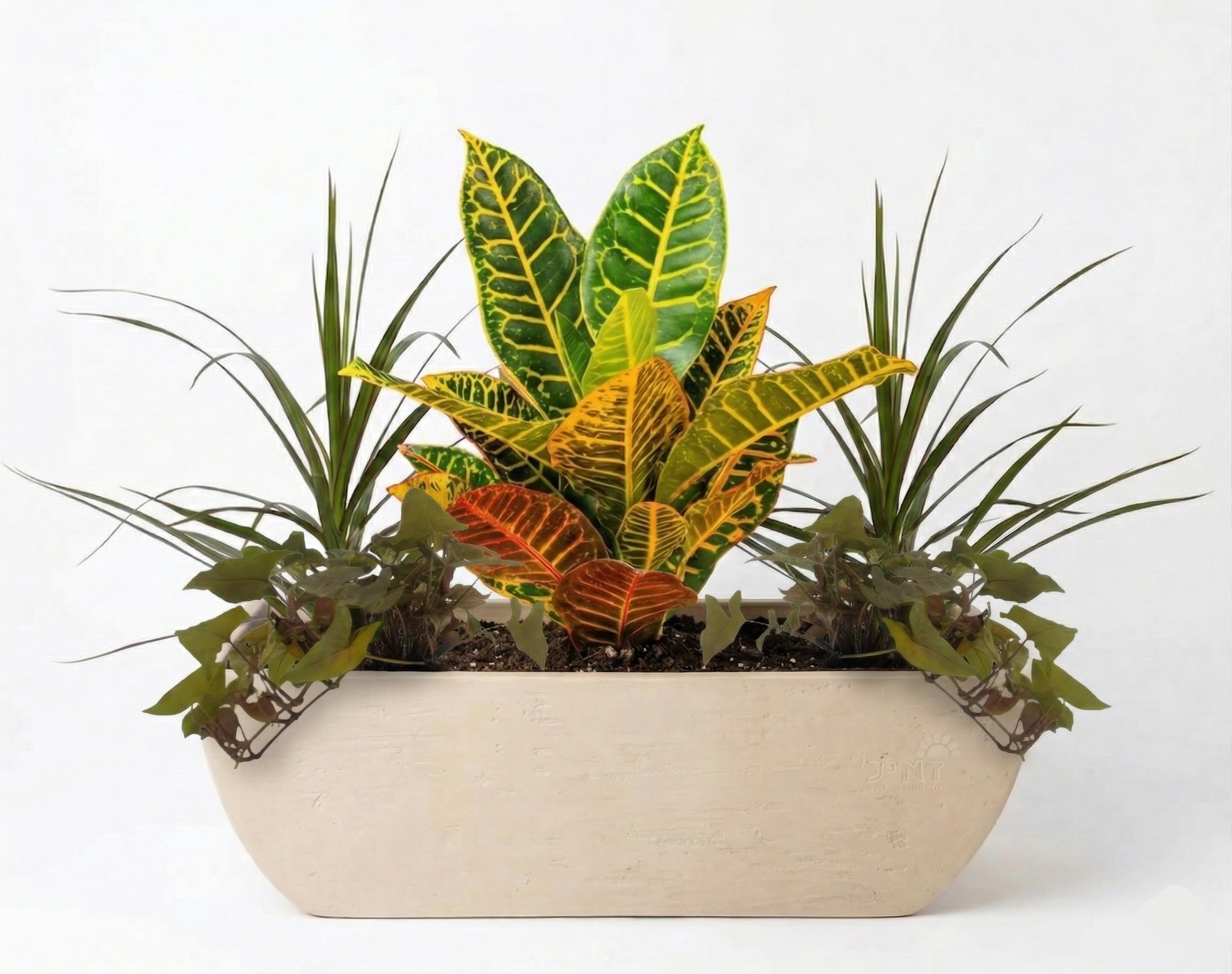 אדנית מוכנה עם צמחיה | 2 דרצנה מרגריטה, 2 סינגויניום פיקסי ו-קרוטון פטרה | 3 צבעים לבחירה | 78X30X25