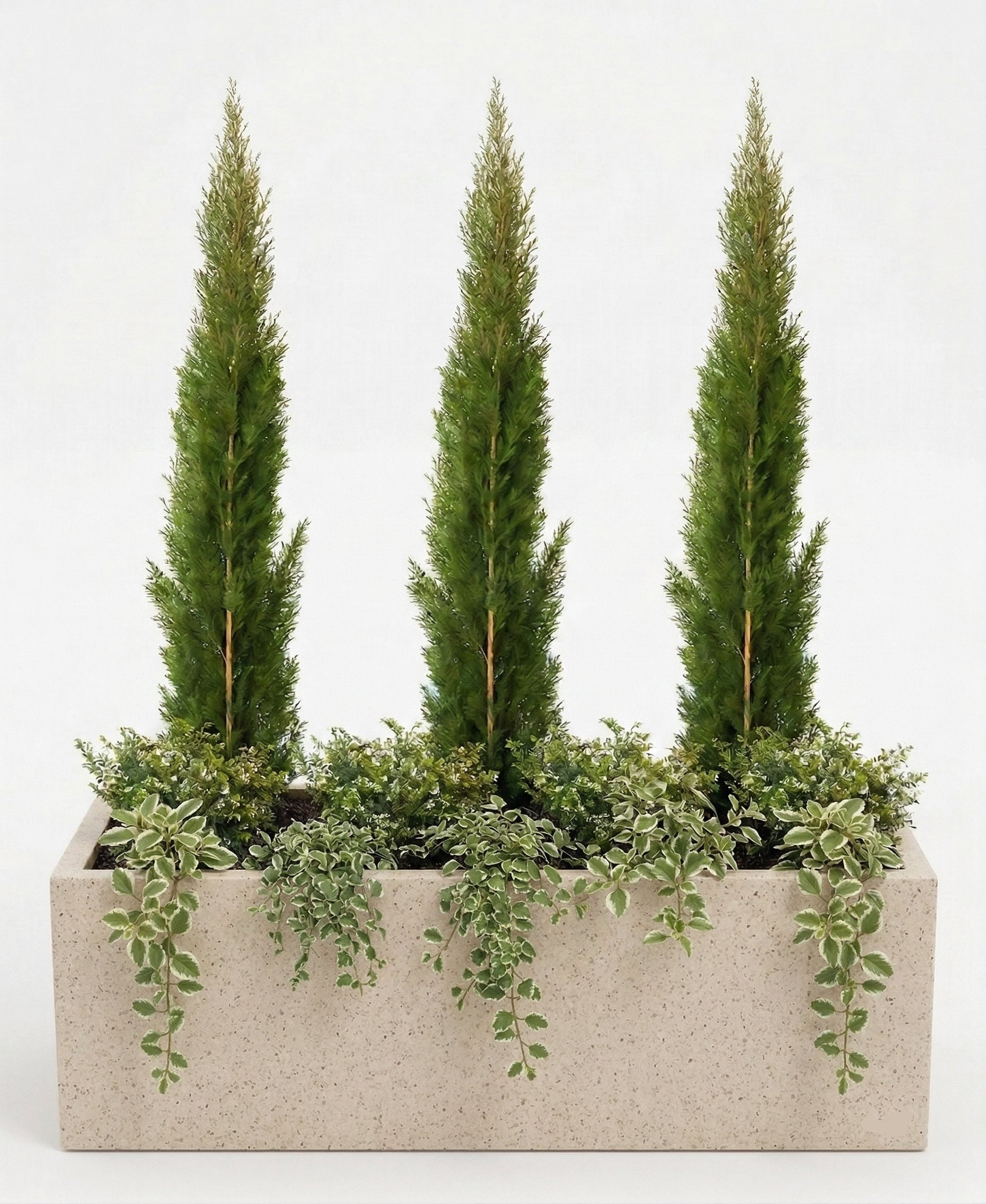 אדנית מוכנה עם צמחיה | 3 ברוש טוטם, 8 קופאה ו-10 פלקטרנטוס מדגסקרי | 7 צבעים לבחירה | 100X45X45