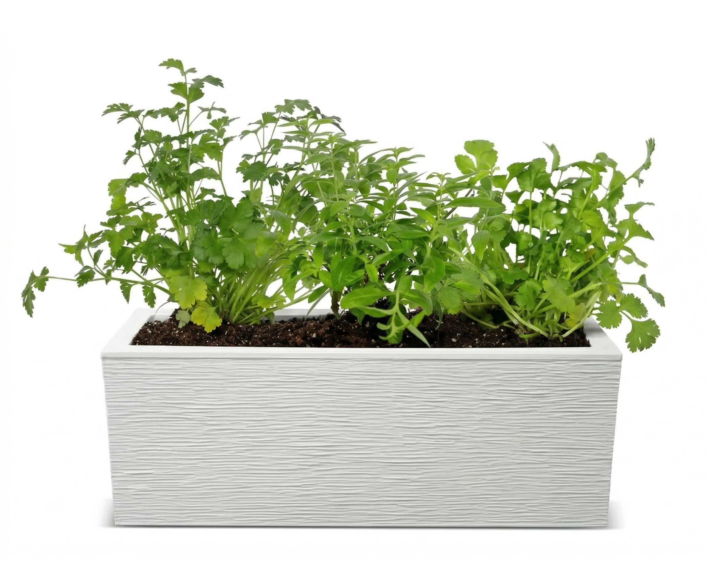 אדנית מוכנה עם צמחיה | 3 צמחי תבלין לבחירה | 59X19.5X22.8 | לבן פסים