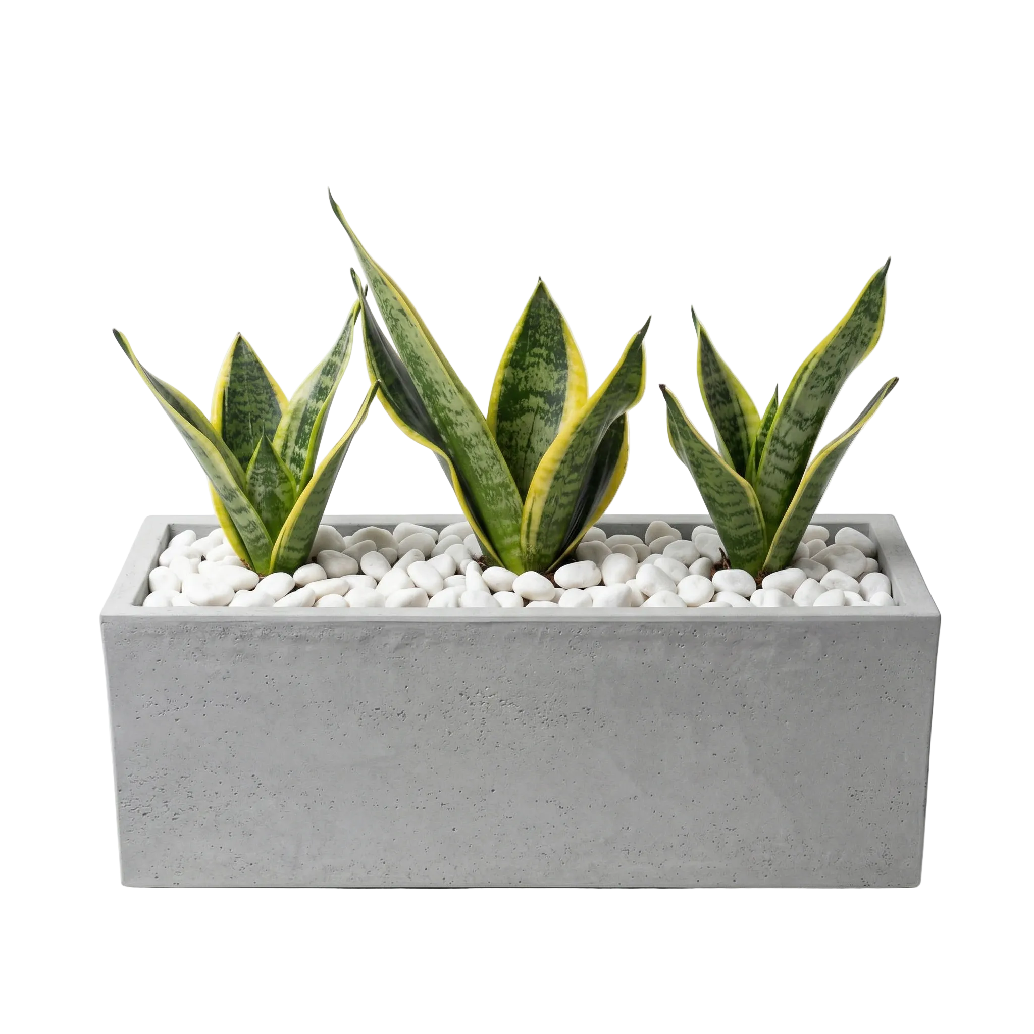 אדנית מוכנה עם צמחיה | 3 צמחי סנסיווריה מגוונת | 4 צבעים לבחירה | 59X19.5X22.8