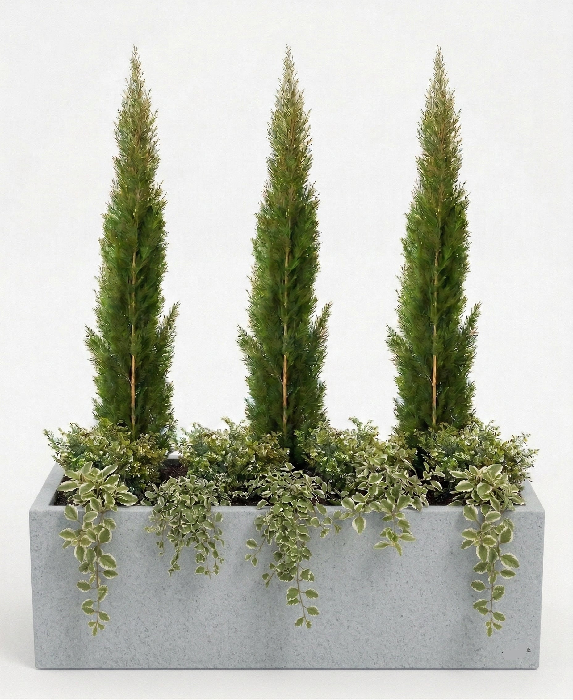 אדנית מוכנה עם צמחיה | 3 ברוש טוטם, 8 קופאה ו-10 פלקטרנטוס מדגסקרי | 7 צבעים לבחירה | 100X45X45