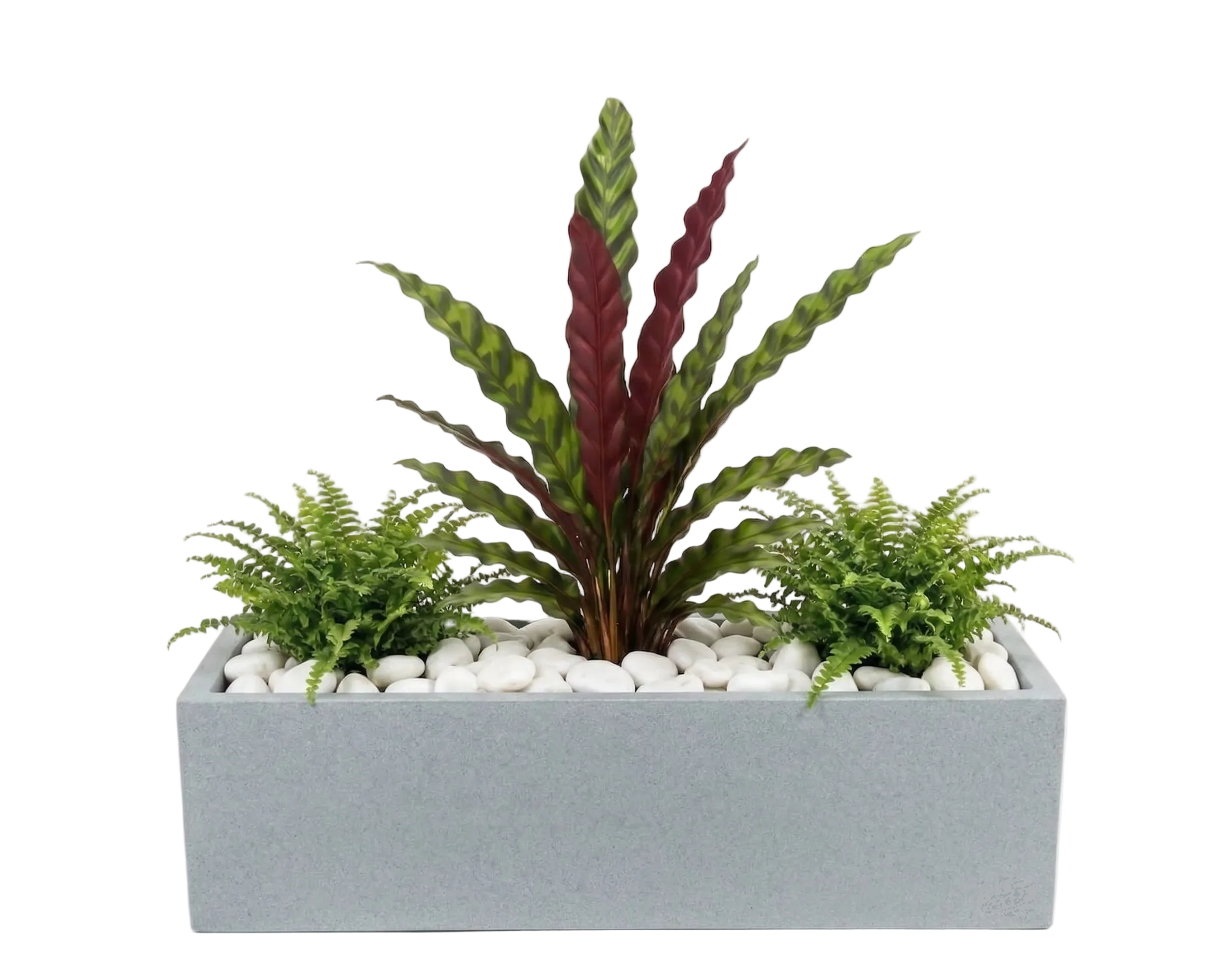 אדנית מוכנה עם צמחיה | 2 שרכי בוסטון וקלתאה אינסיגניס | 5 צבעים לבחירה | 80X23X40