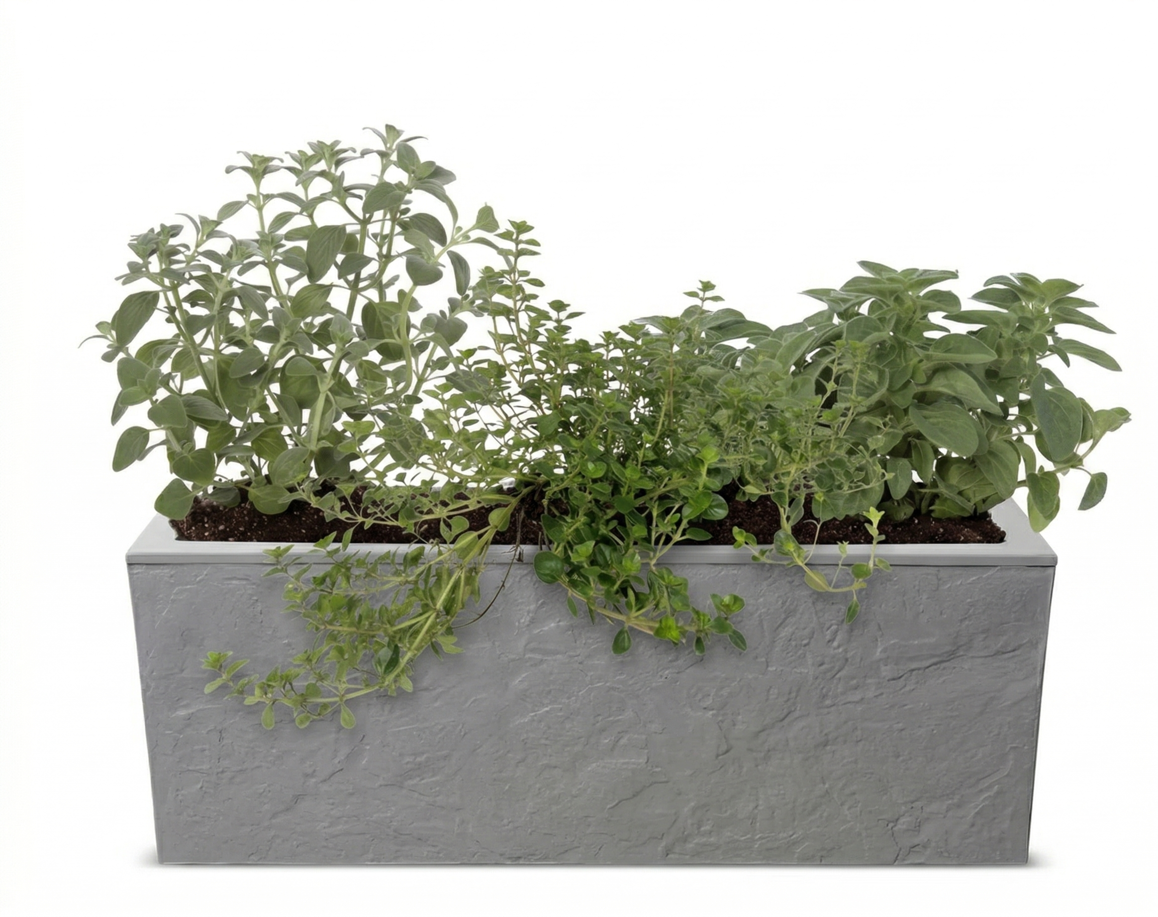 אדנית מוכנה עם צמחיה | 3 צמחי תבלין לבחירה | 59X19.5X22.8 | אפור כהה דמוי אבן
