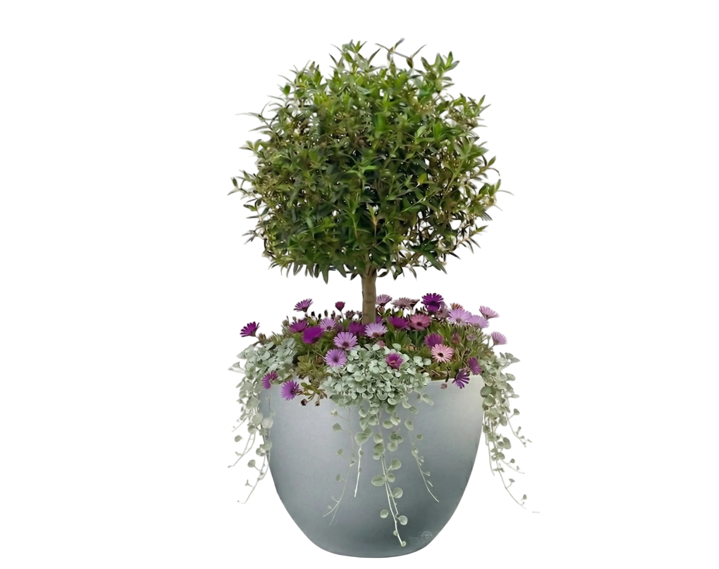 כד מוכן עם צמחיה | הדס, 6 דיכונדרה כסופה ו-6 נציץ | 7 צבעים לבחירה | 60X43