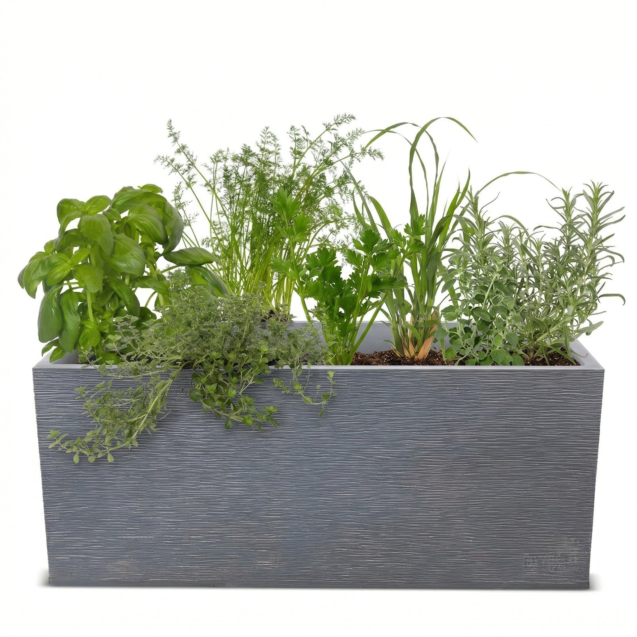 אדנית מוכנה עם צמחיה | 7 צמחי תבלין לבחירה | 100X40X40 | אפור בהיר פסים