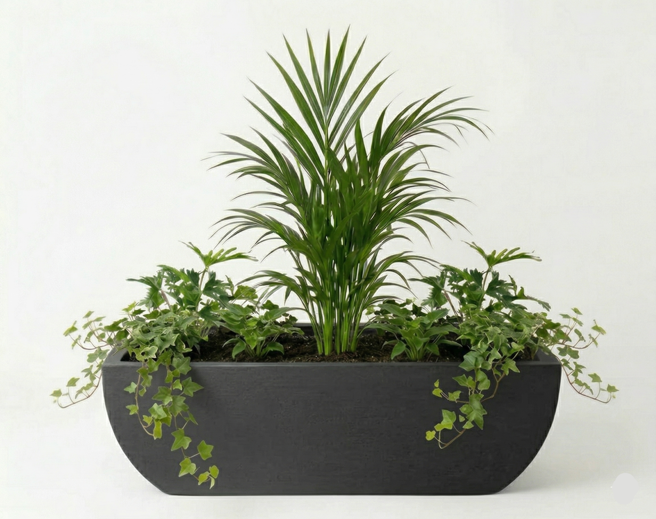 אדנית מוכנה עם צמחיה | דקל אריקה, 4 קיסוס גולש ו-4 פילנדרון ביפי | 3 צבעים לבחירה | 38X95X38