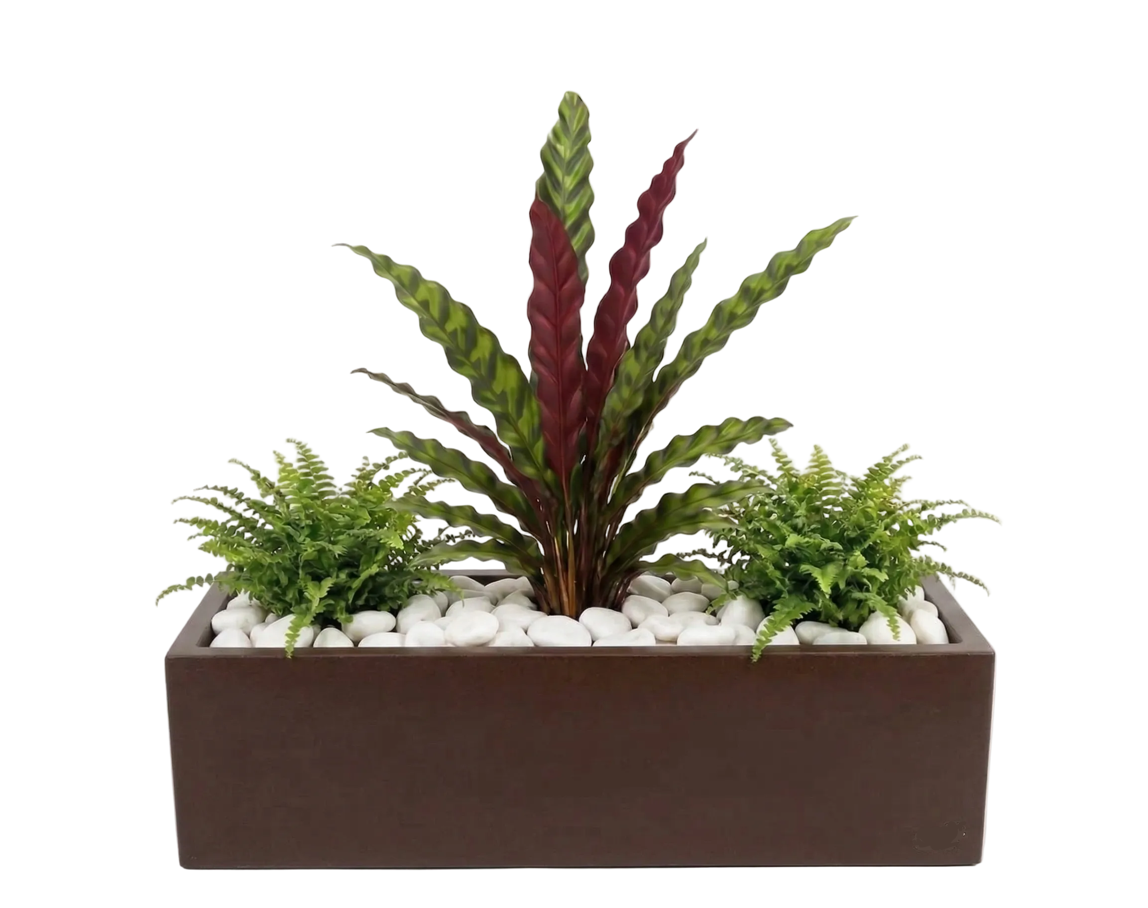 אדנית מוכנה עם צמחיה | 2 שרכי בוסטון וקלתאה אינסיגניס | 5 צבעים לבחירה | 80X23X40