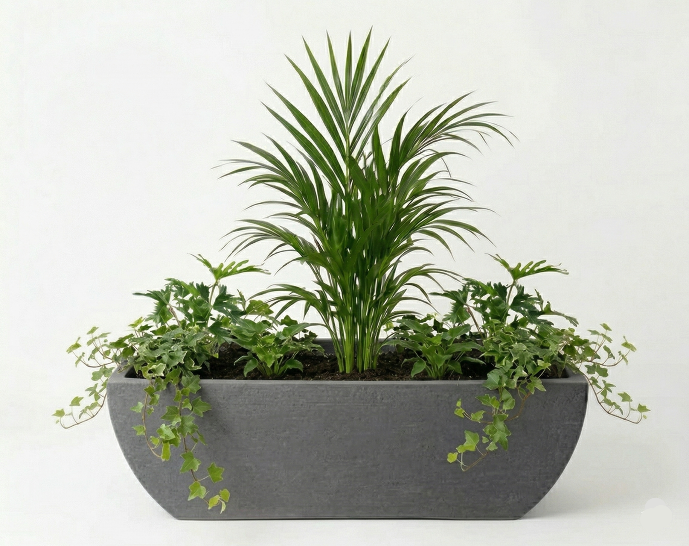 אדנית מוכנה עם צמחיה | דקל אריקה, 4 קיסוס גולש ו-4 פילנדרון ביפי | 3 צבעים לבחירה | 38X95X38